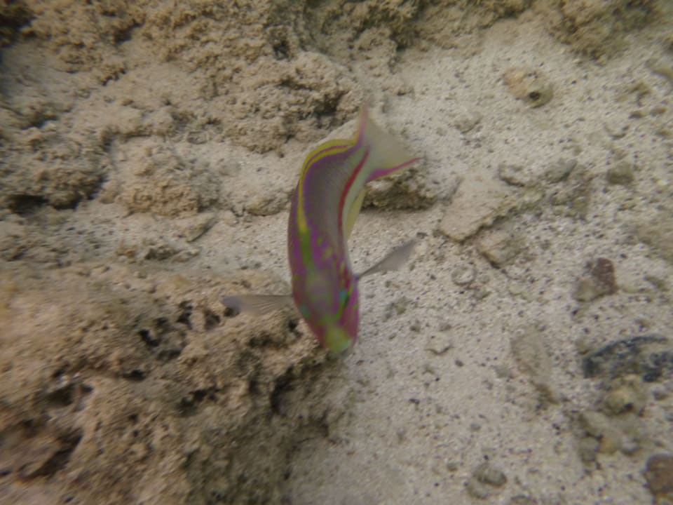 Sport & Freizeit Three Corners Sea Beach Resort