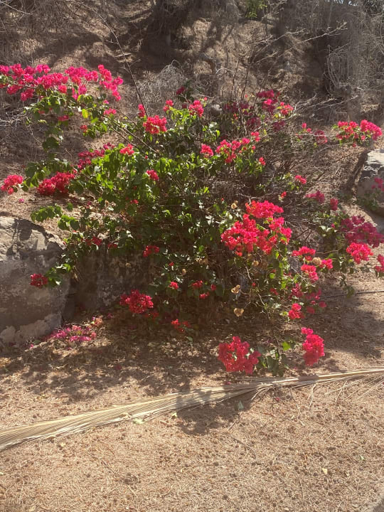 Gartenanlage R2 Rio Calma Hotel & Spa & Conference