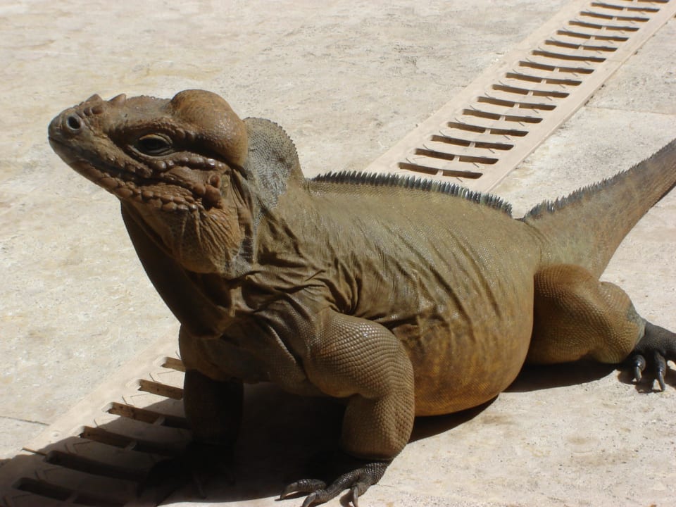 Handzahmes Haustier Hotel Viva Dominicus Palace by Wyndham-All Inclusive Resort