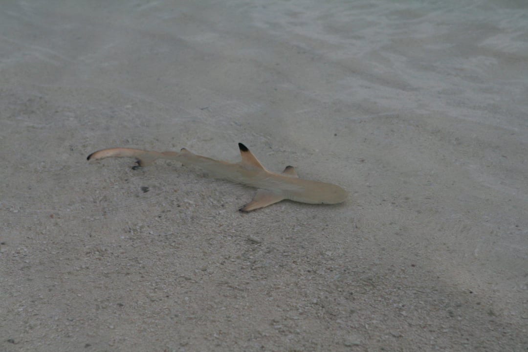 Baby-Hai Kuramathi Maldives
