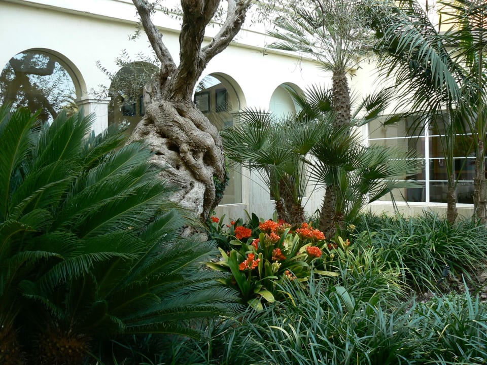 Im Garten tolle Olivenbäume VIVA Golf - Adults only 18+