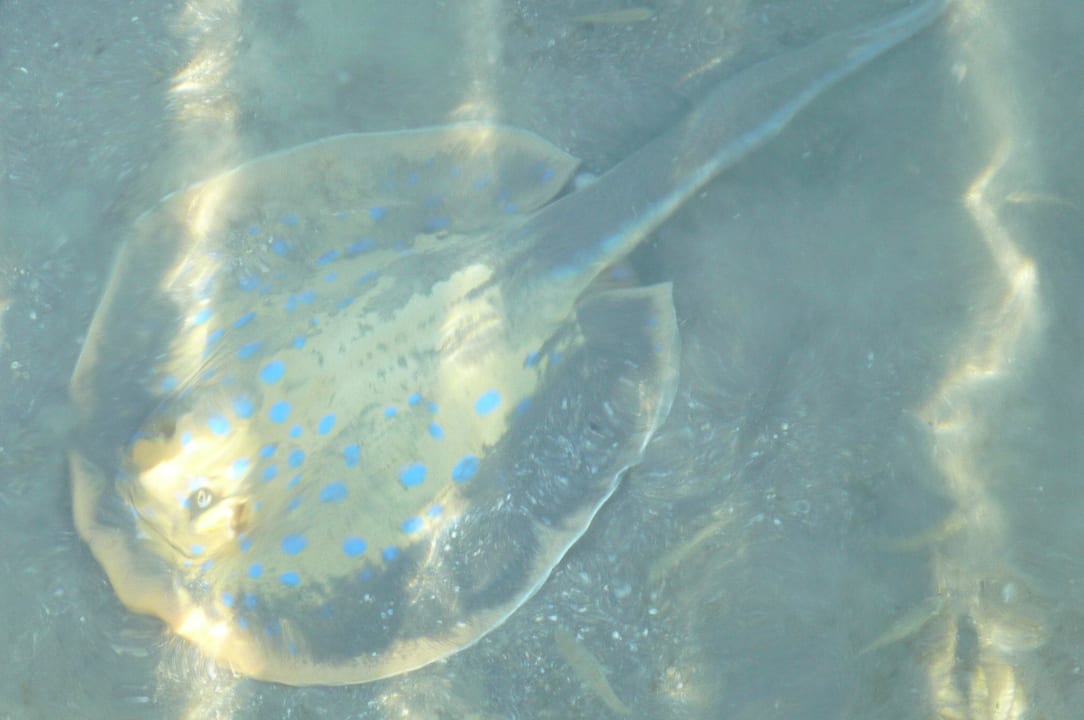 Kam täglich am Steg zu Besuch Stella Beach Resort & Spa Makadi Bay