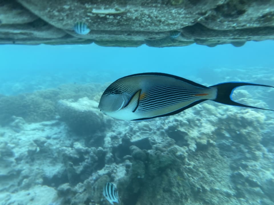 Sport & Freizeit Reef Oasis Beach Resort