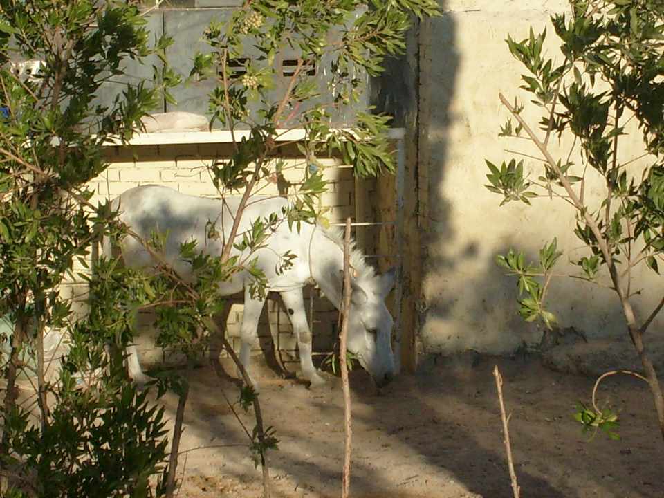 Der Esel Pickalbatros Alf Leila Wa Leila Resort - Neverland Hurghada