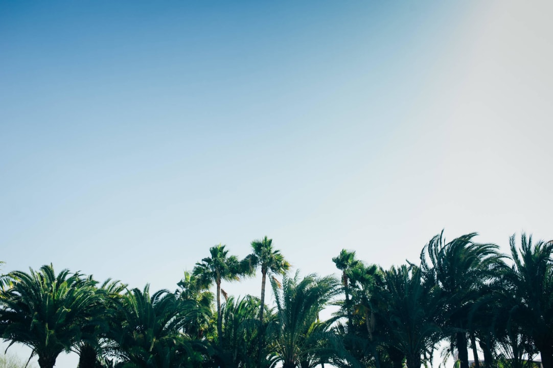 Palmtrees view Hotel Parque Tropical