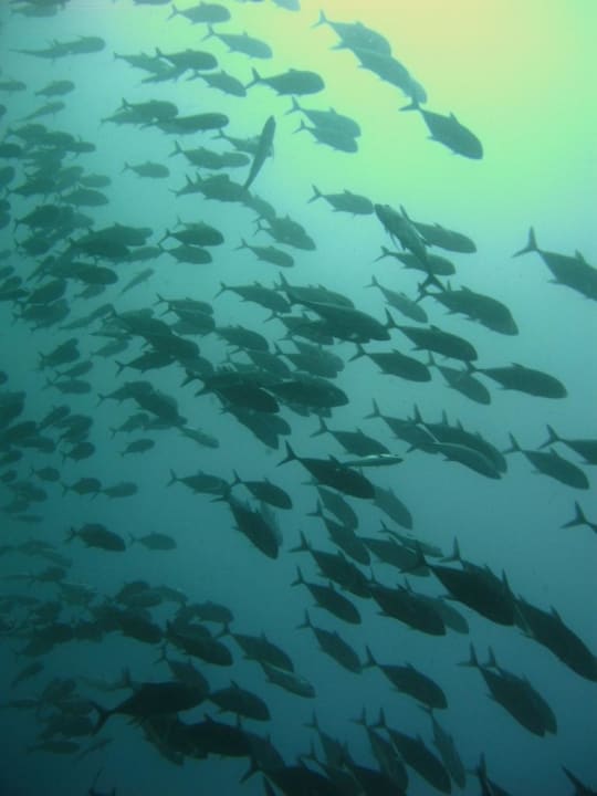 Fischschwarm Adaaran Select Meedhupparu Island Resort - Premium All Inclusive