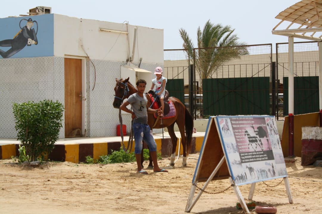 Reiten für Groß und Klein am Strand Pickalbatros Dana Beach Resort - Hurghada