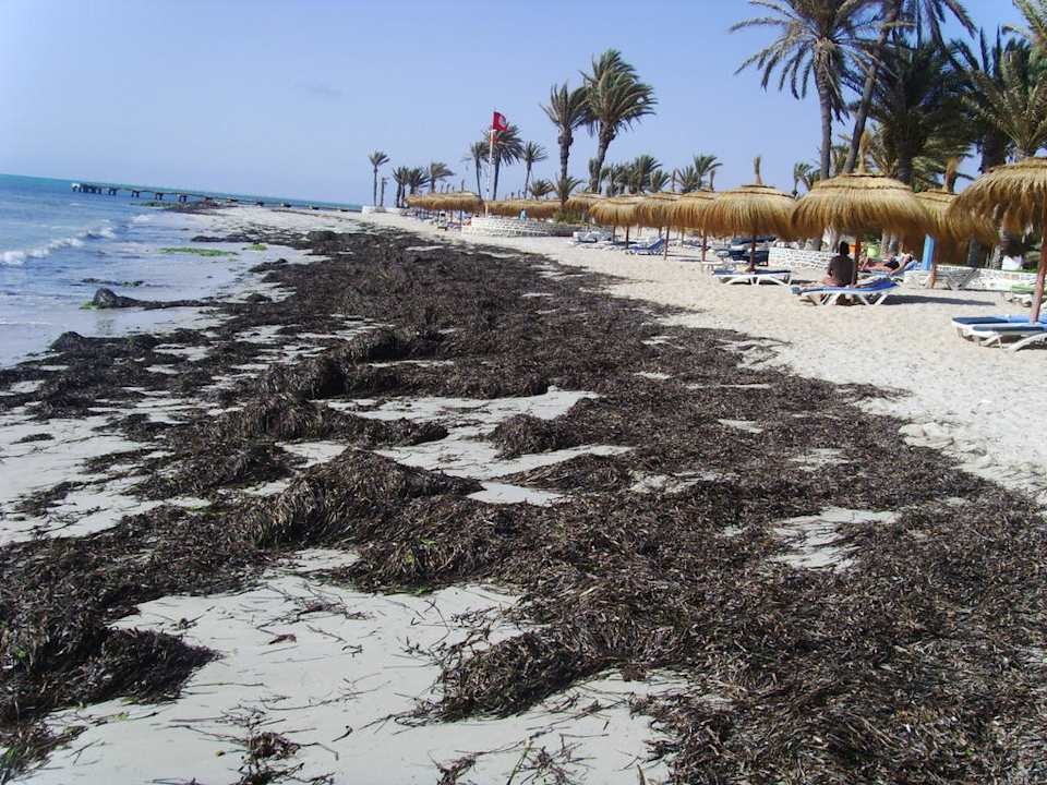 Seegras Hotel El Mouradi Djerba Menzel