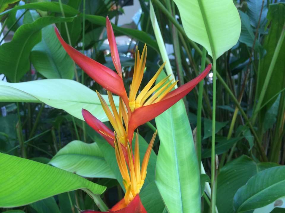 Gartenanlage The Grand Southsea Khaolak Beach Resort