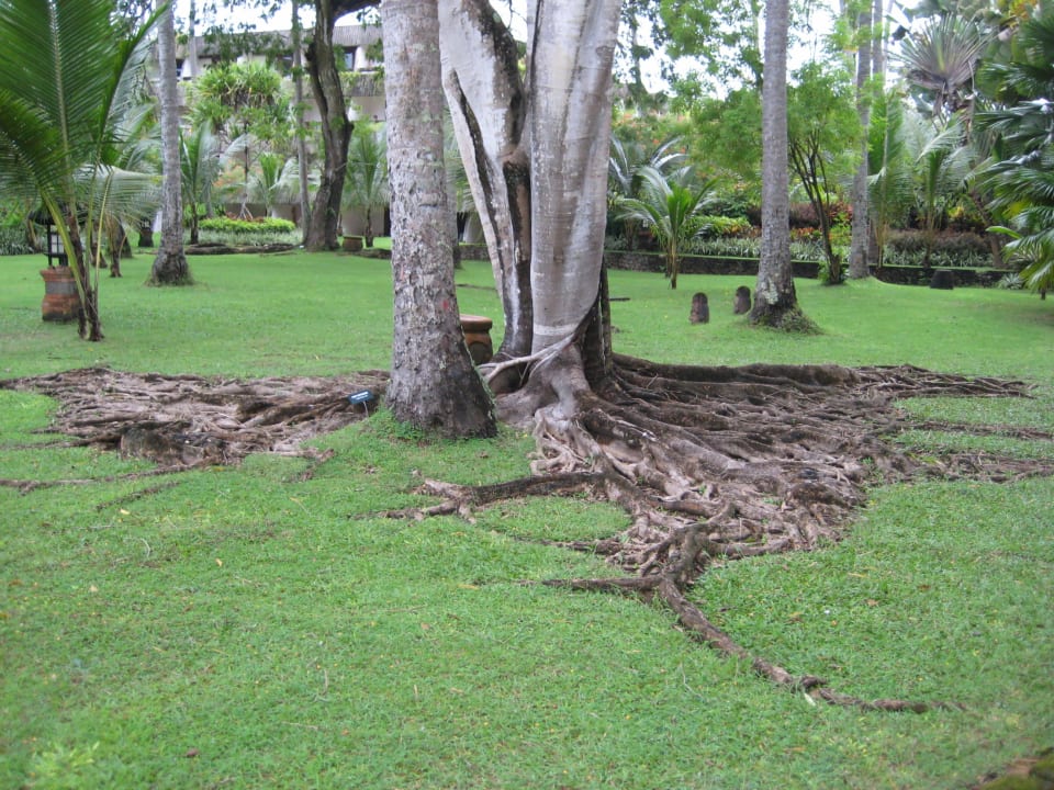 Wurzeln einen kleinen Benjamin- Baumes Hyatt Regency Bali