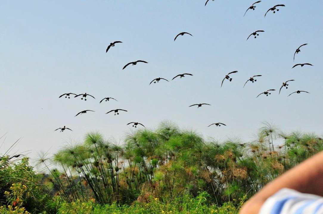 Birdwatching Rubondo Island Camp