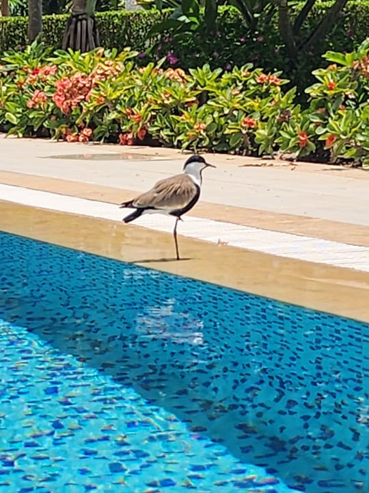 Pool Steigenberger Resort Alaya Marsa Alam - Red Sea - Adults only