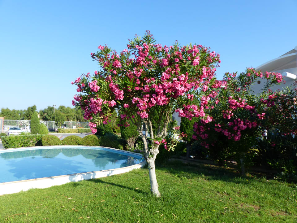 Gartenanlage Atlantica Marmari Palace