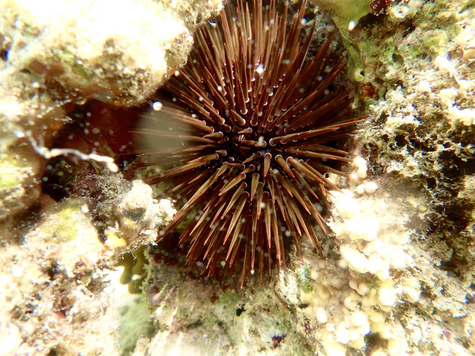 Strand Lazuli Hotel Marsa Alam