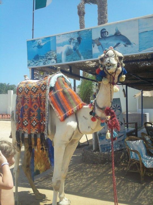 Velbloud Pickalbatros Jungle Aqua Park Resort - Neverland Hurghada