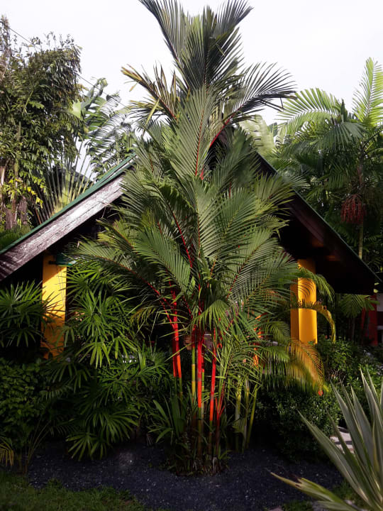 Bungalow im tropischen garten Hotel Sanuk Bungalow