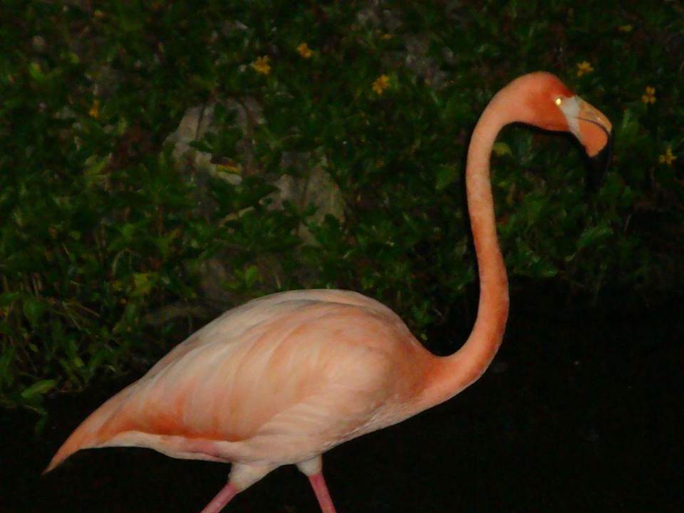 Flamingo Grand Palladium Select Bávaro Resort & Spa