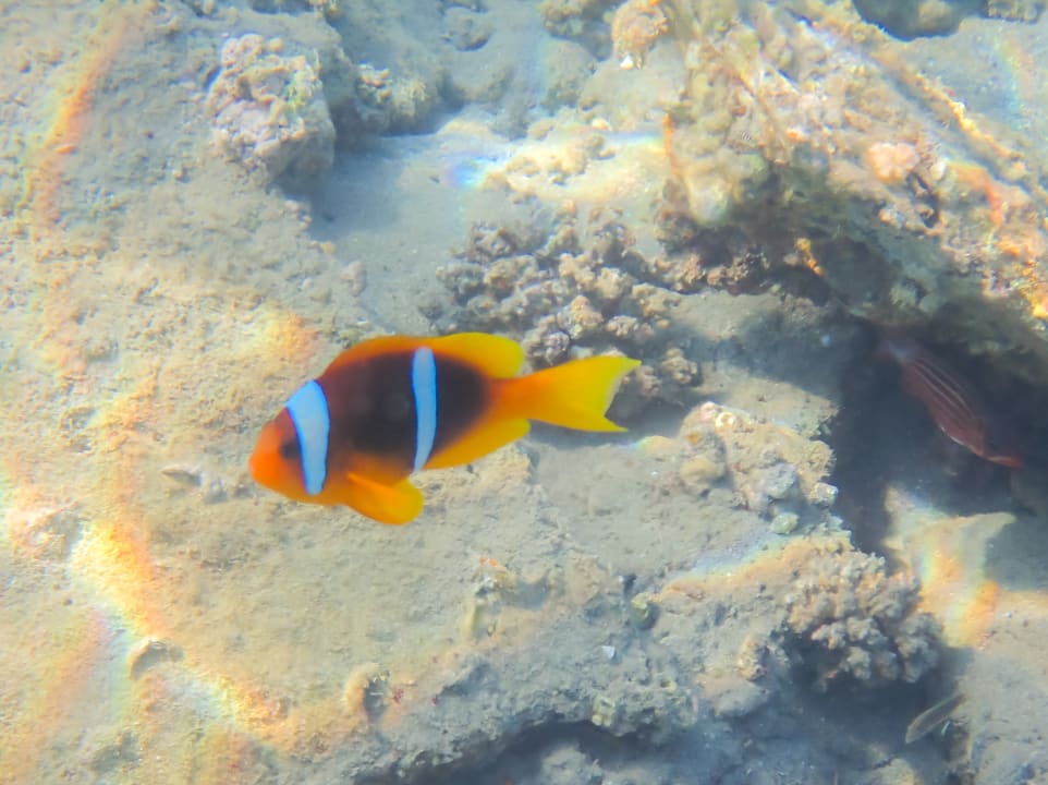 Sport & Freizeit Steigenberger Coraya Beach - Adults only