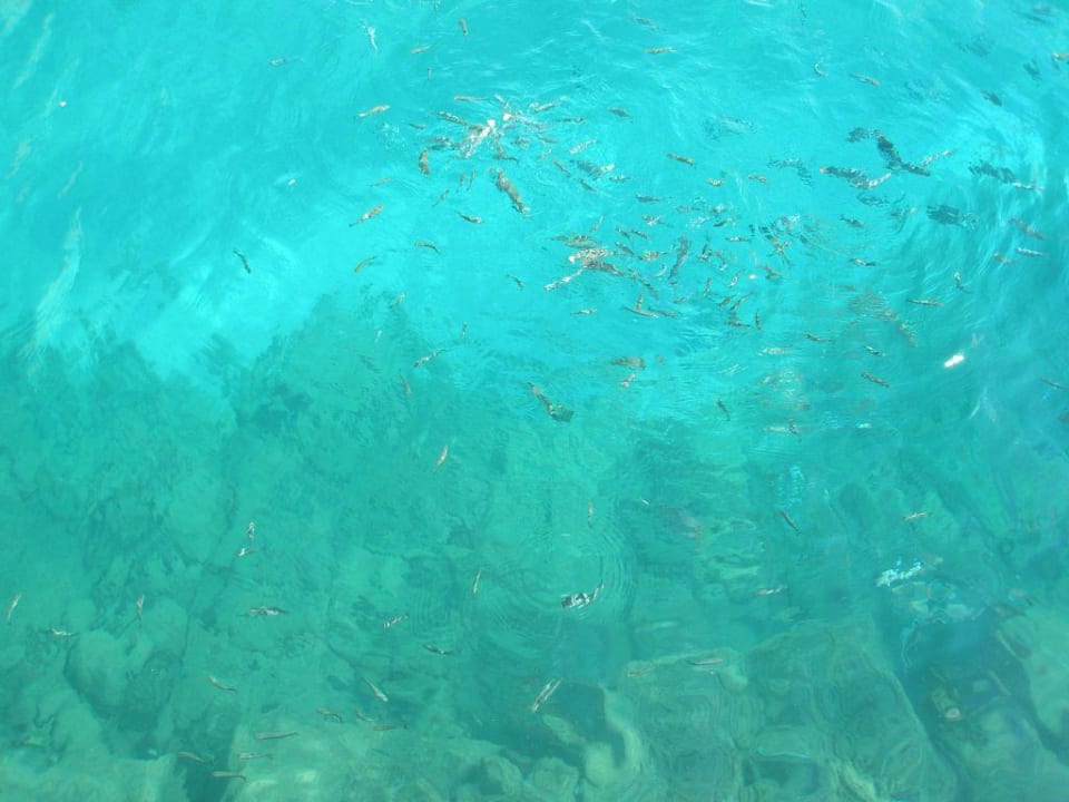 Fische Porto Bello Beach