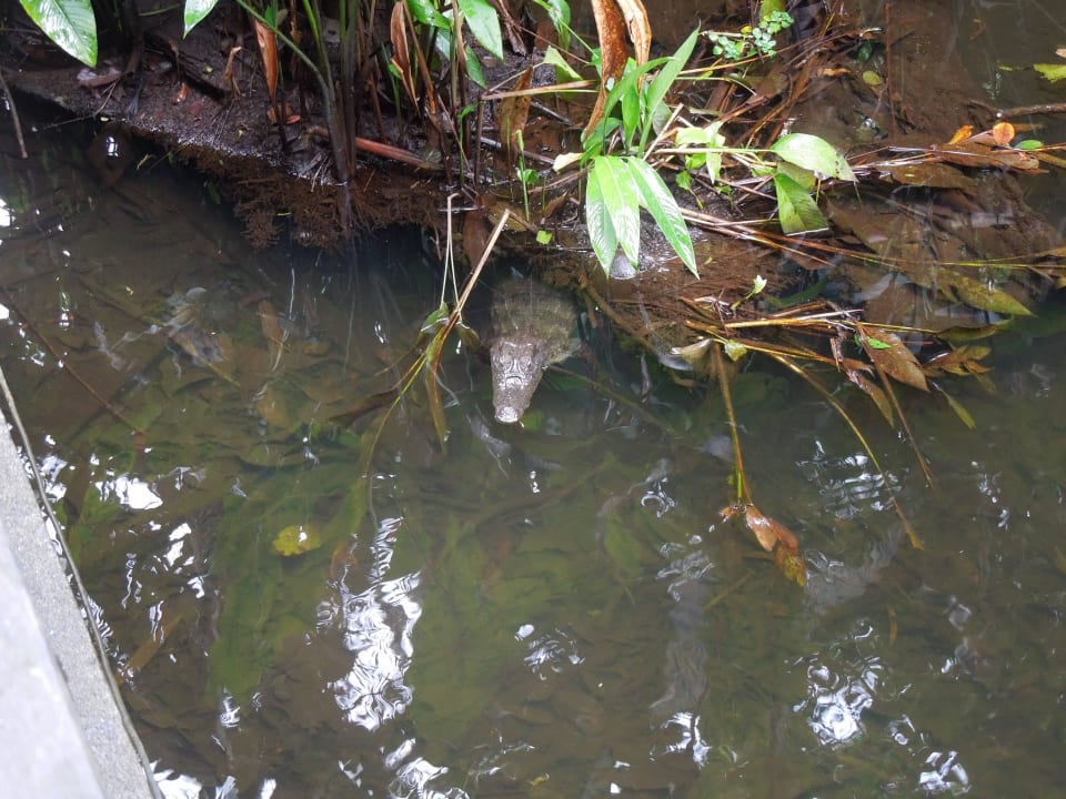 Krokodil im Fluss unter Hotelbrücke Evergreen Lodge Tortuguero