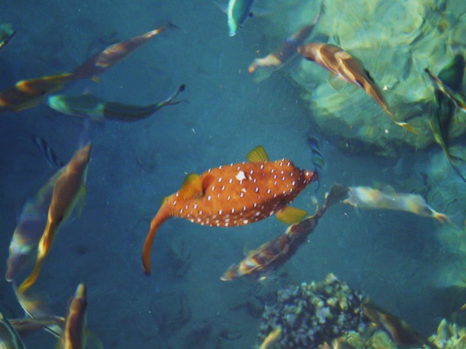 Schwimminsel Pickalbatros Palace Resort