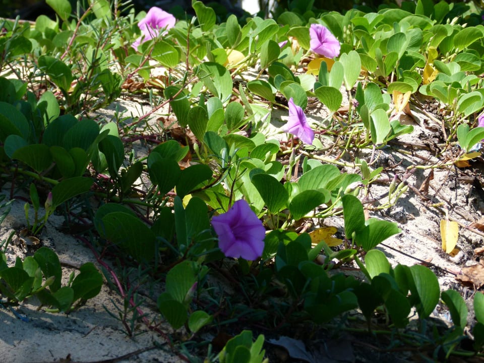 Hotelstrand Bahia Principe Grand El Portillo