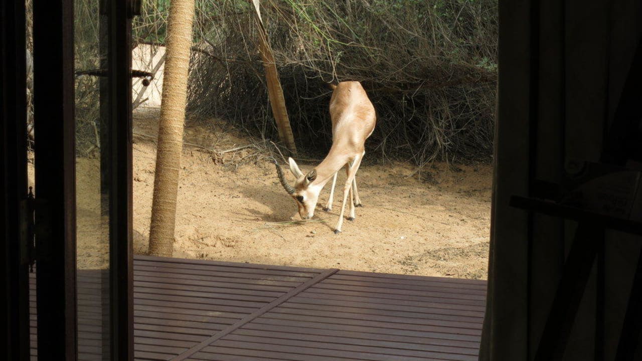 Besucher an der Terrasse Al Maha, A Luxury Collection Desert Resort & Spa
