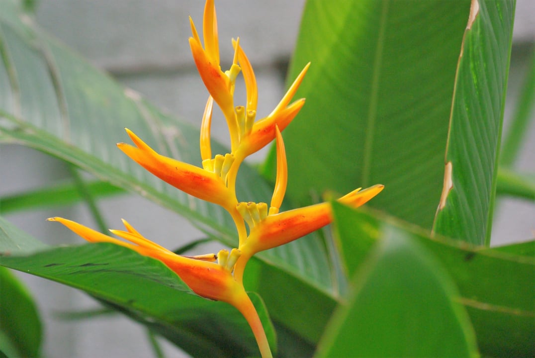 Gartenanlage Woodlands Hotel & Resort