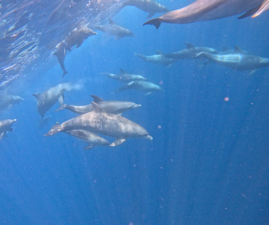Strand Hotel Riu Palace Zanzibar