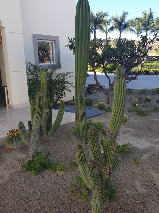 Gartenanlage Secrets Puerto Los Cabos Golf & Spa Resort