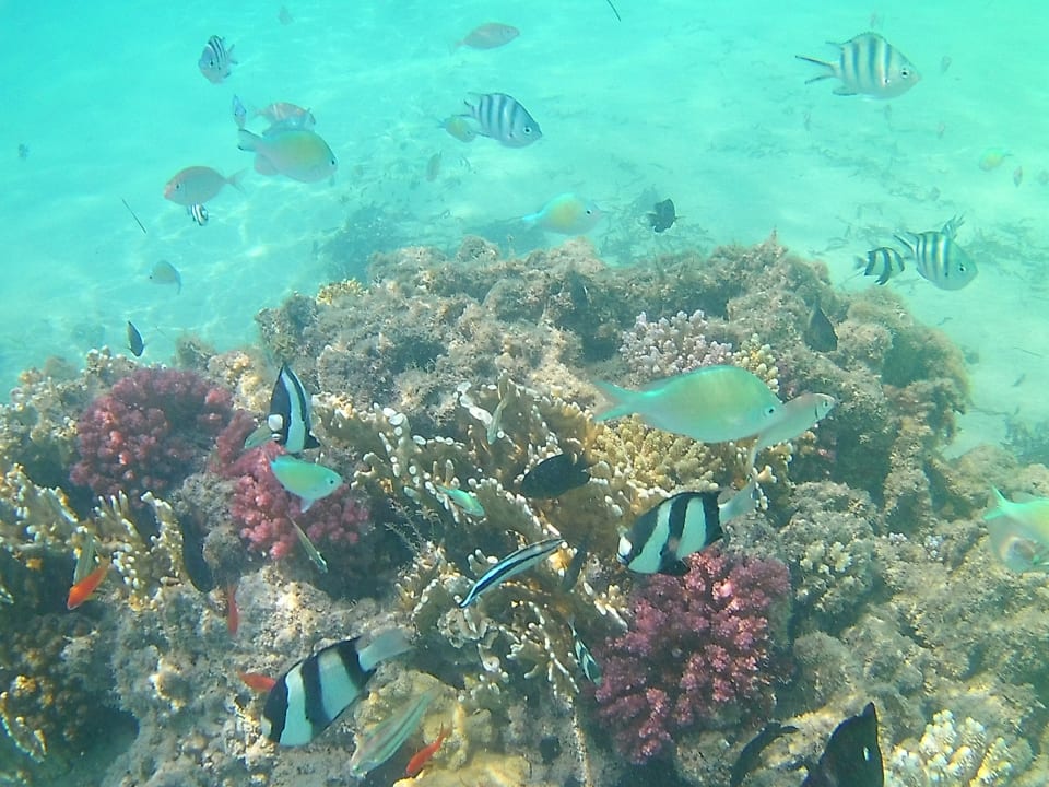 Strand Shams Prestige Abu Soma-Adults Only