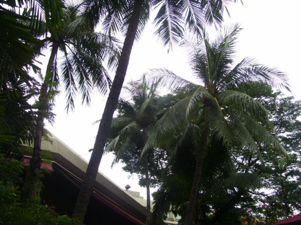 Palmen Movenpick BDMS Wellness Resort Bangkok