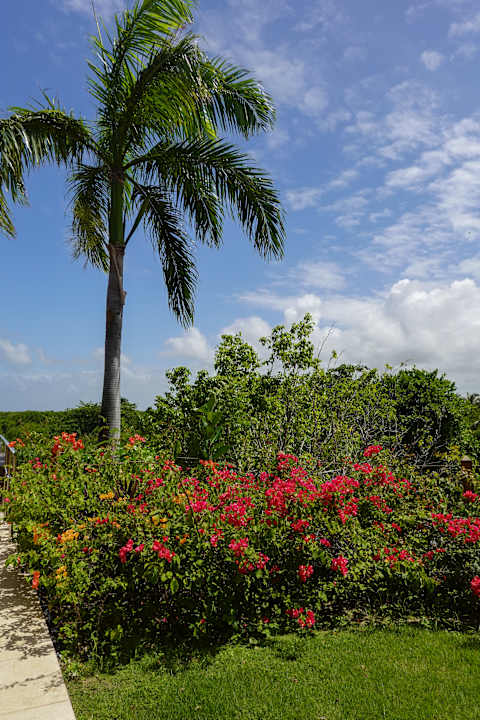 Gartenanlage Dreams Flora Resort & Spa - All Inclusive
