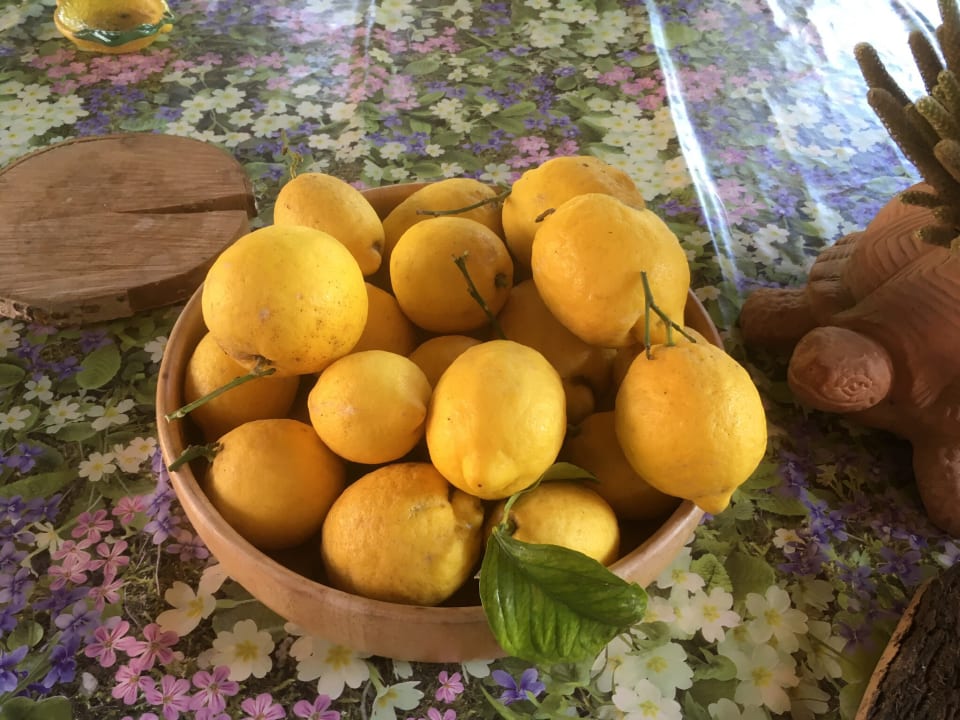 Gastro La fattoria delle tartarughe