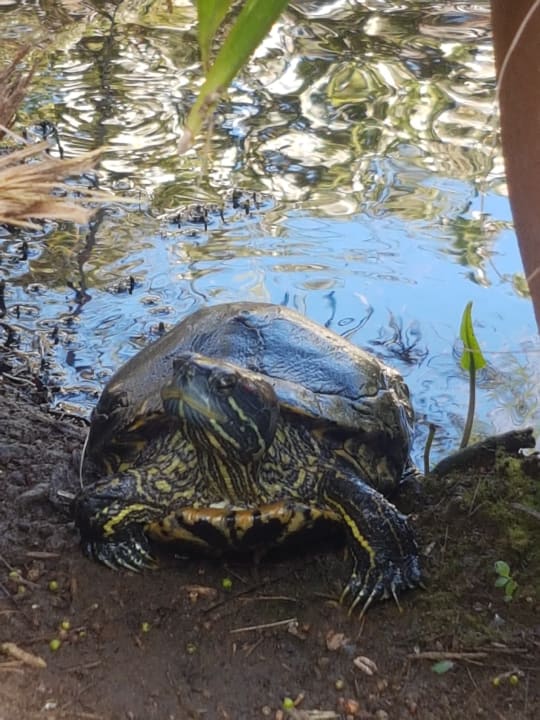 Gartenanlage Bahari Beach Hotel