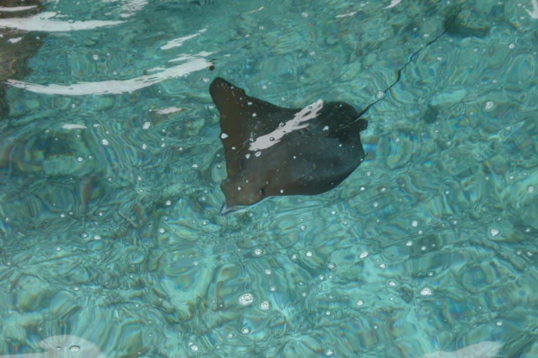 Unterwasserwelt Angaga Angaga Island Resort