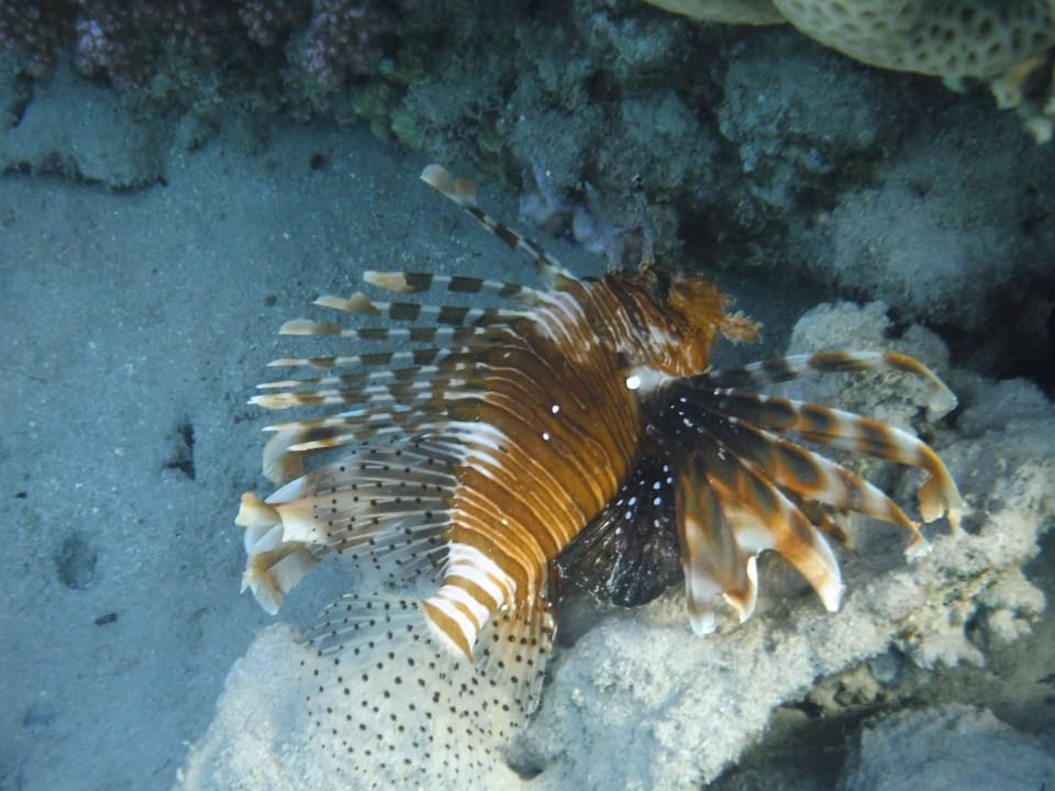 Feuerfisch Prima Life Makadi Resort