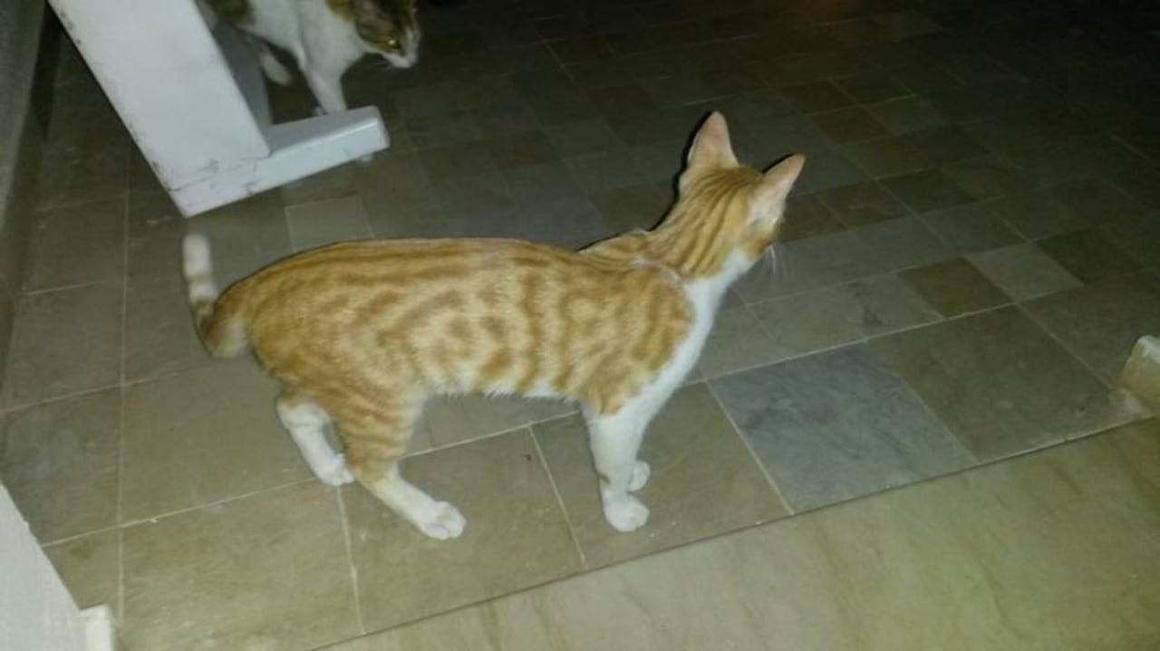 Katzen auf der Hotelanlage Djerba Sun Beach Hotel & Spa