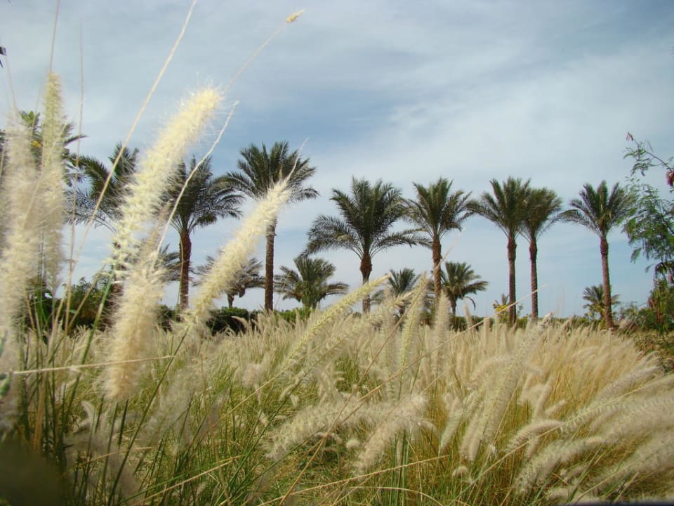 Wunderschöne Gartenanlage Steigenberger ALDAU Beach Hotel