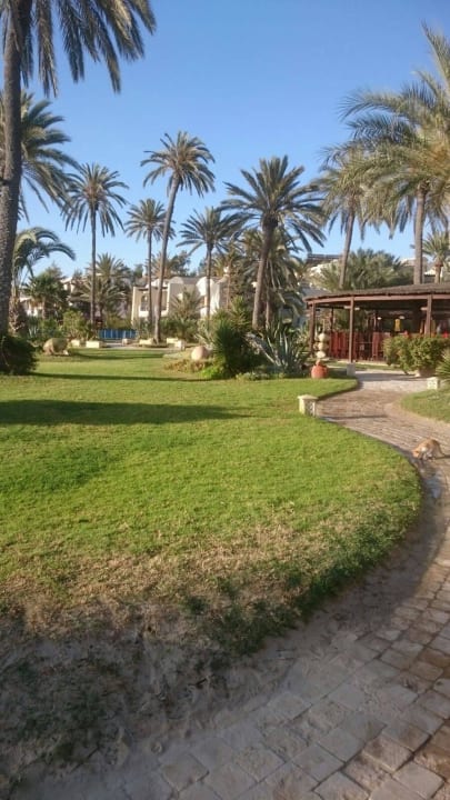 Palmen über Palmen  Hotel Eden Star