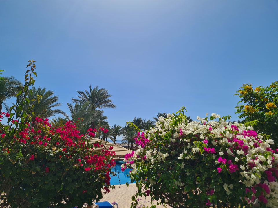 Gartenanlage Fort Arabesque Resort, Spa & Villas