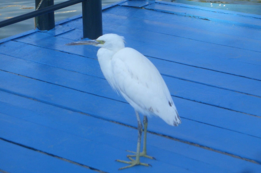 Er oder Sie saß jeden Morgen in der Nähe vom Boot Pickalbatros Dana Beach Resort - Hurghada