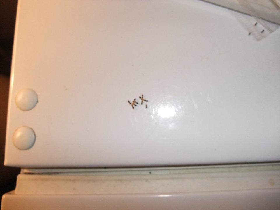 Lauter Ameisen im Zimmer Aston at the Maui Banyan