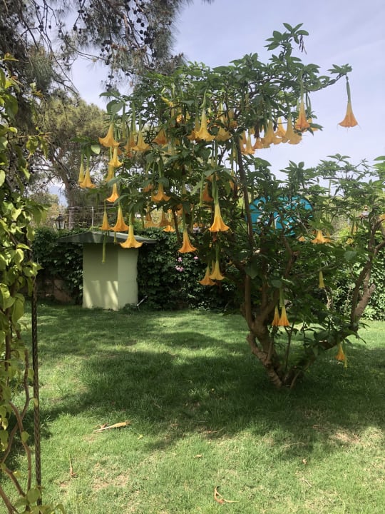 Gartenanlage Aleria Belport Beach Hotel