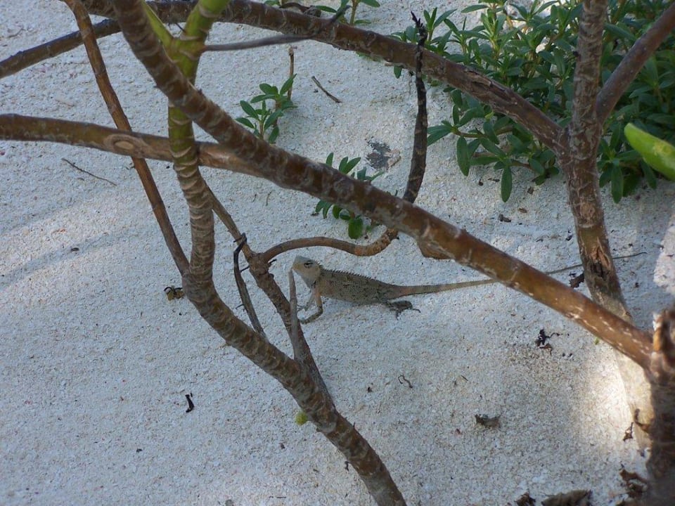 Echse Summer Island Maldives