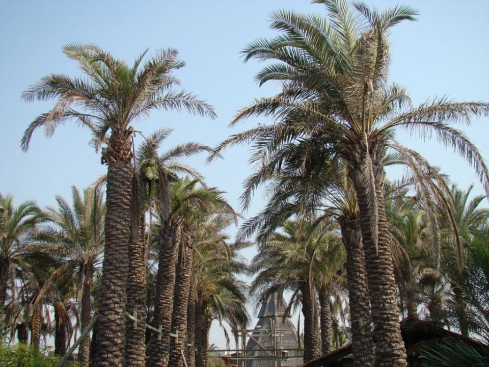 Joy pegasos world AQI Pegasos World