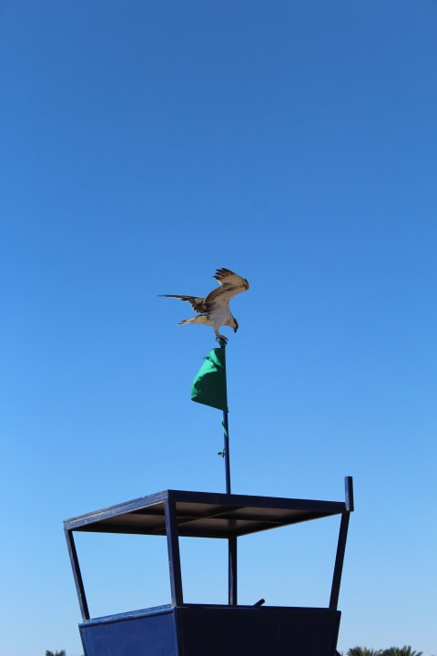 Sonstiges Desert Rose