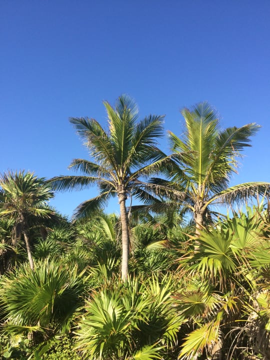 Gartenanlage TRS Yucatan Hotel - Adults only