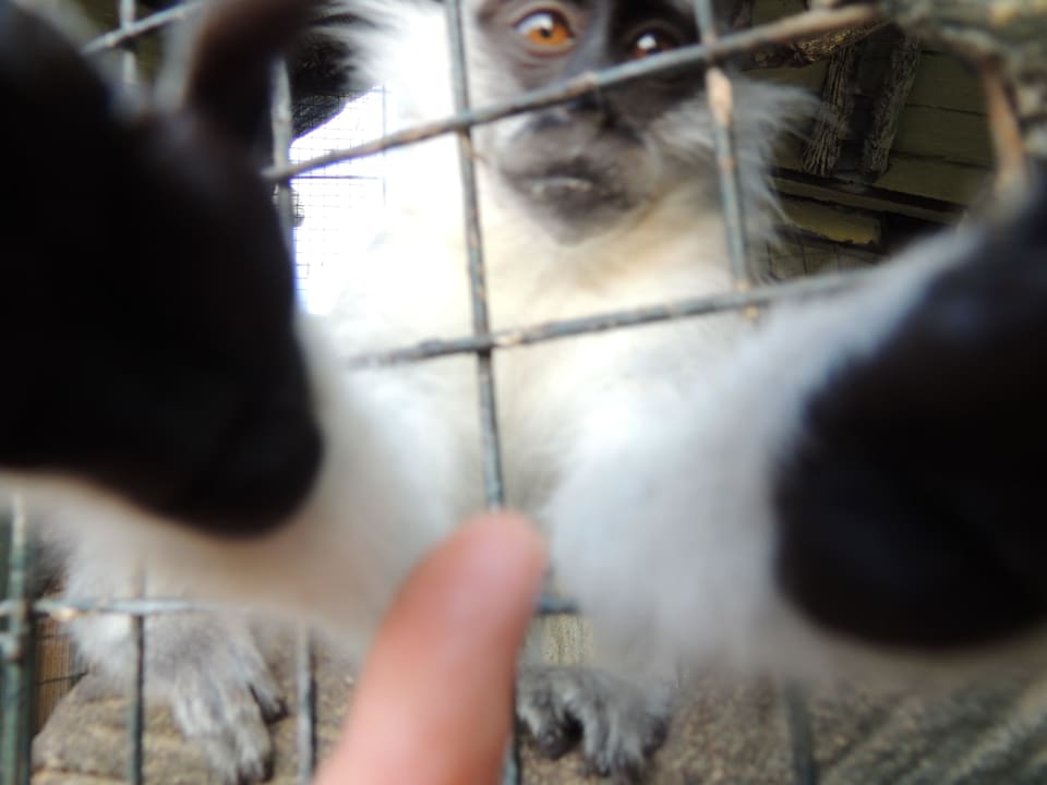 Самая милая общительная обитательница зоопарка! Seagull Beach Resort