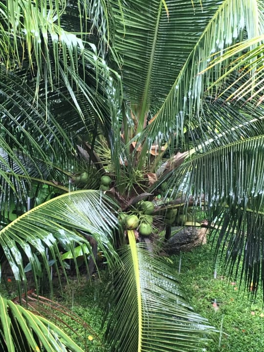 Garten The Fair House Beach Resort